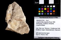 Foto (Objket + Etiketten) von Longodromites angustus (Reuss 1858) 